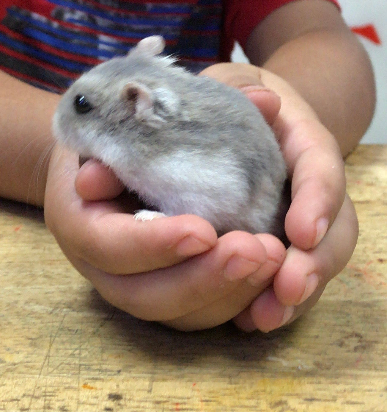 Petco Pet Shops With Hamsters Near Me Pet Store Petco Adoption