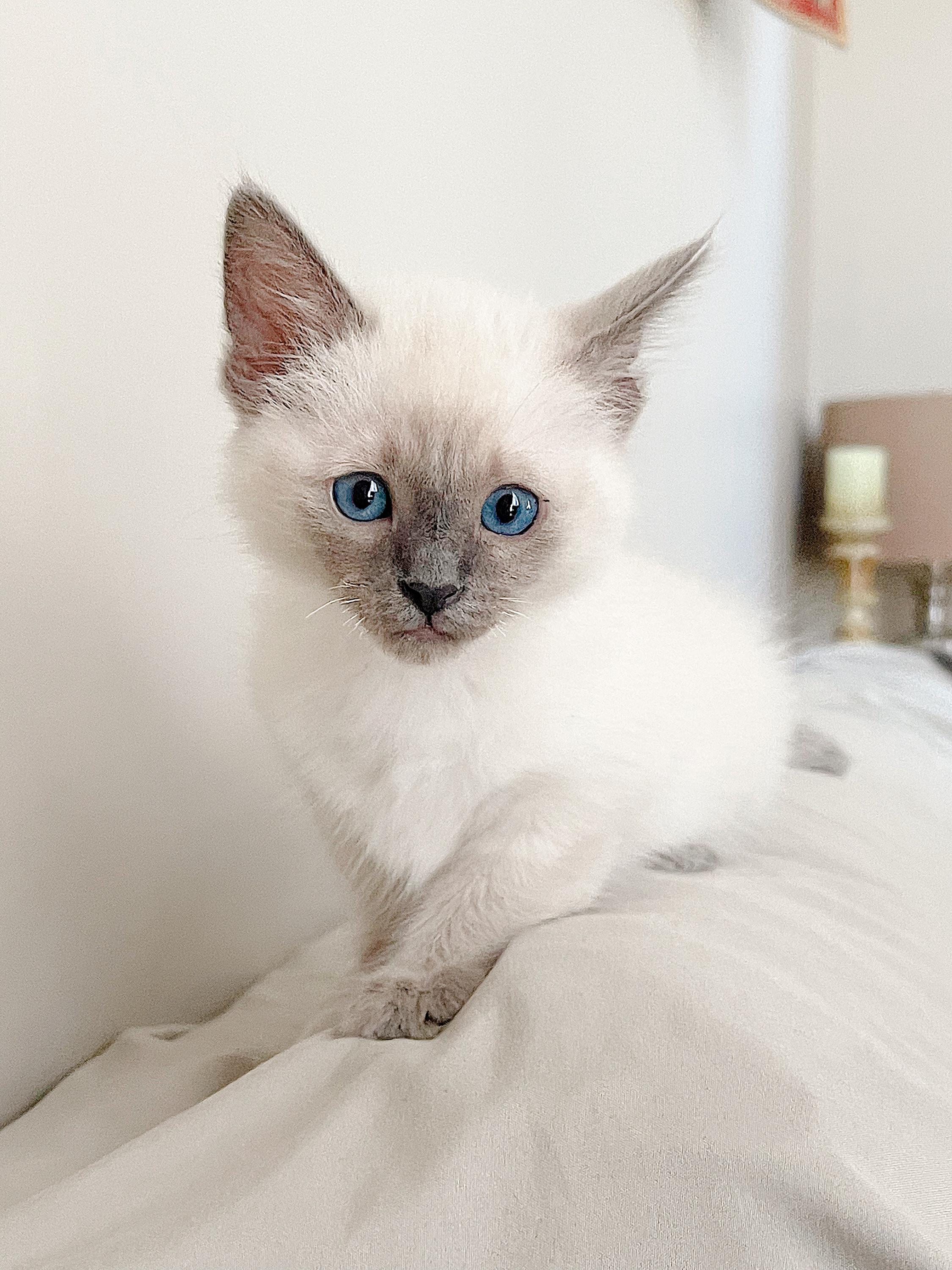 Ragdoll Lynx Point Siamese Cat Price Seal Lynx Ragdoll Kittens For