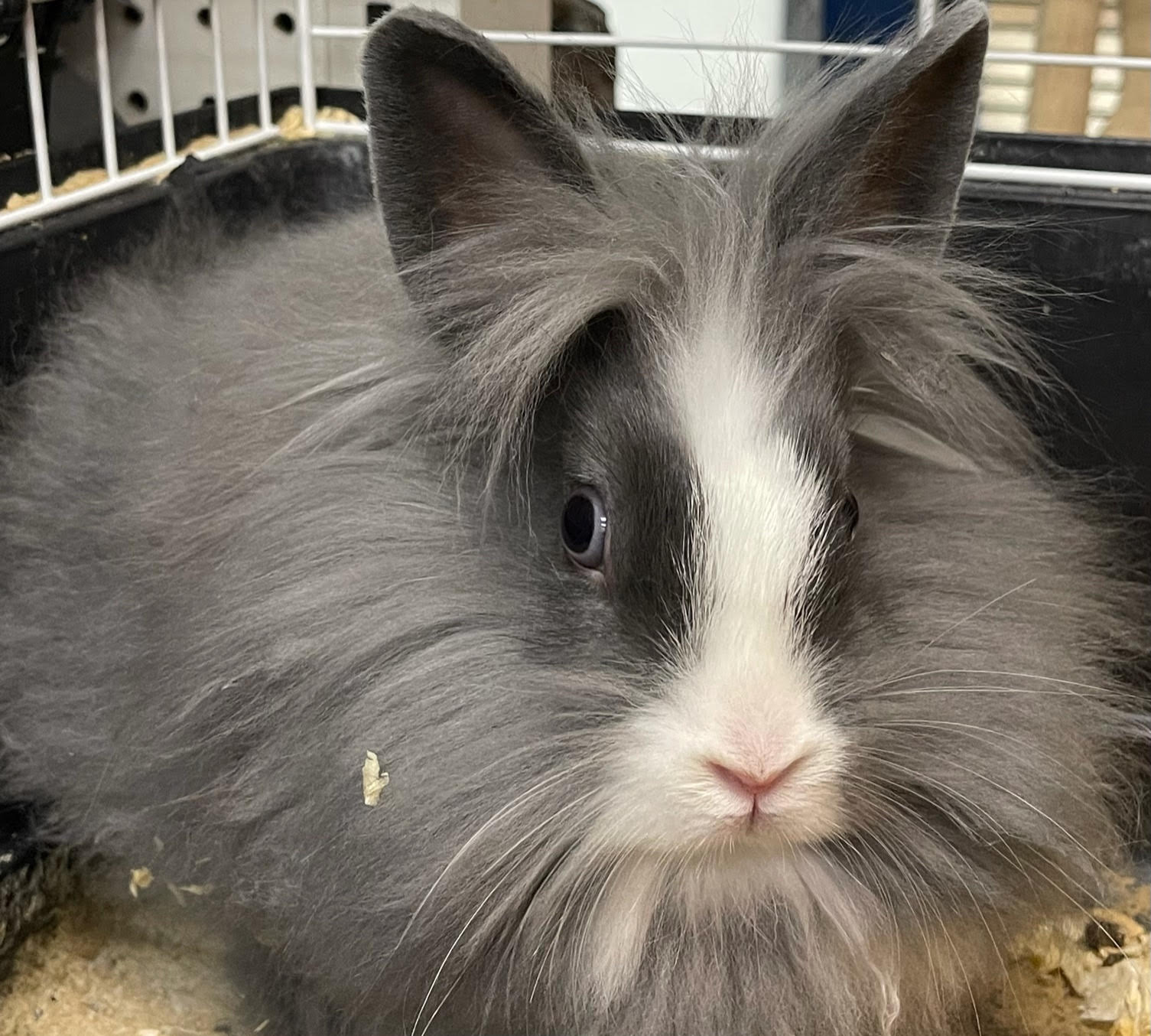 Pet O Pets - Main Image