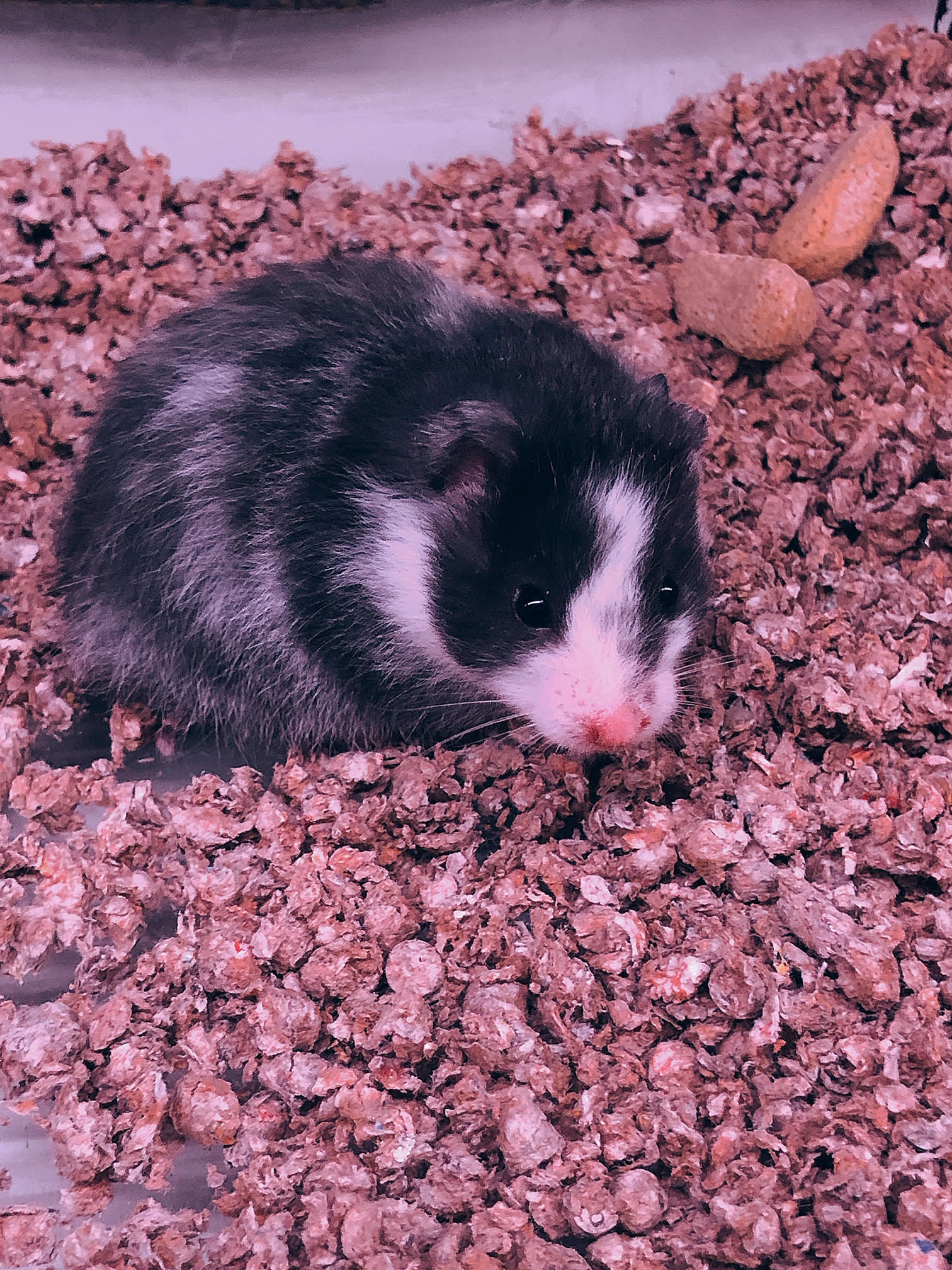 Long Hair Fuzzy Bear Hamster Pet O Pets - Main Image