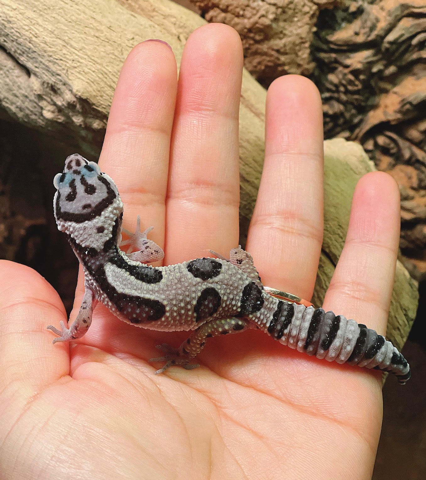 Fancy Leopard Pet O Pets
