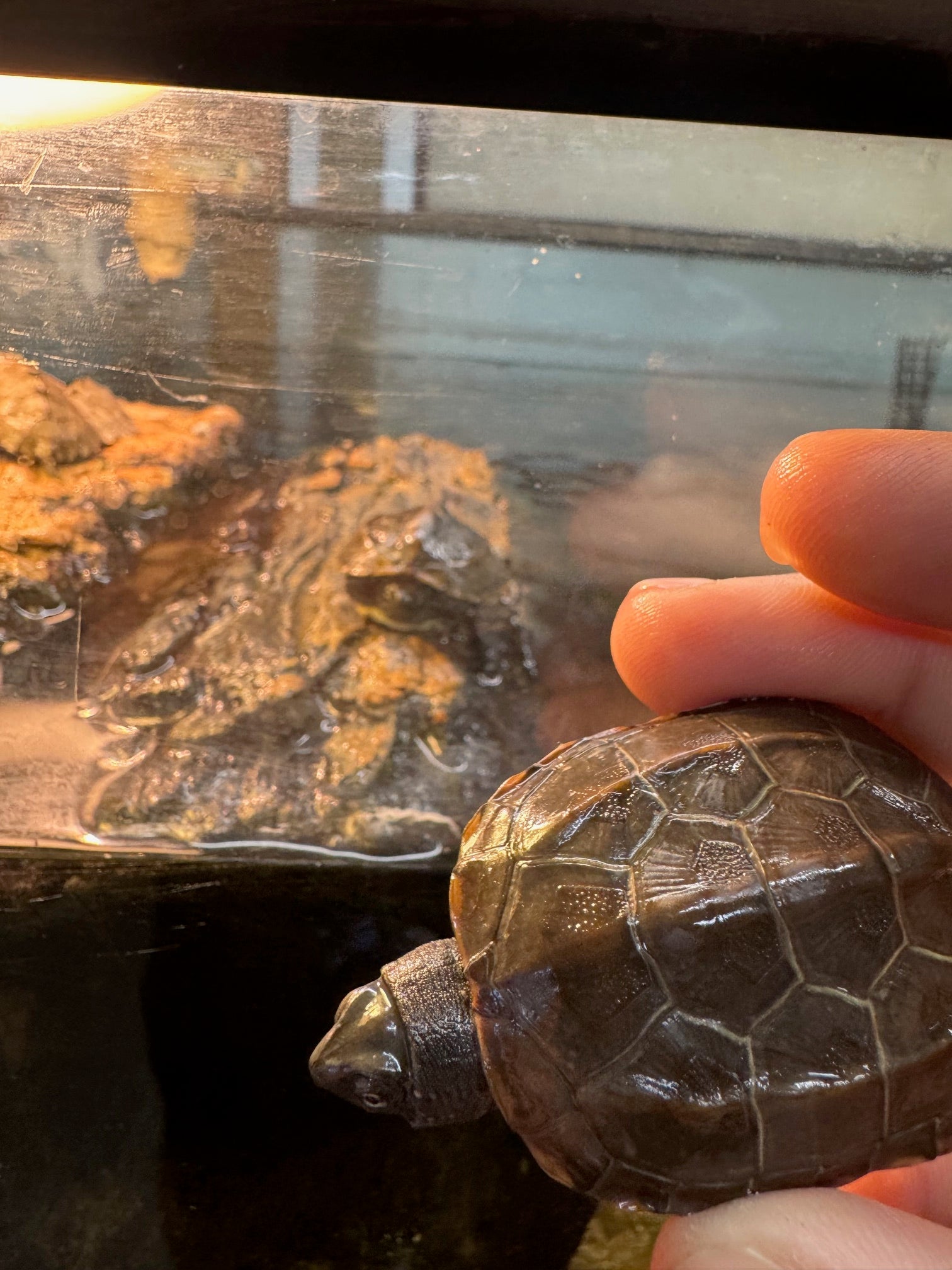 Turtle Dust Pet O Pets