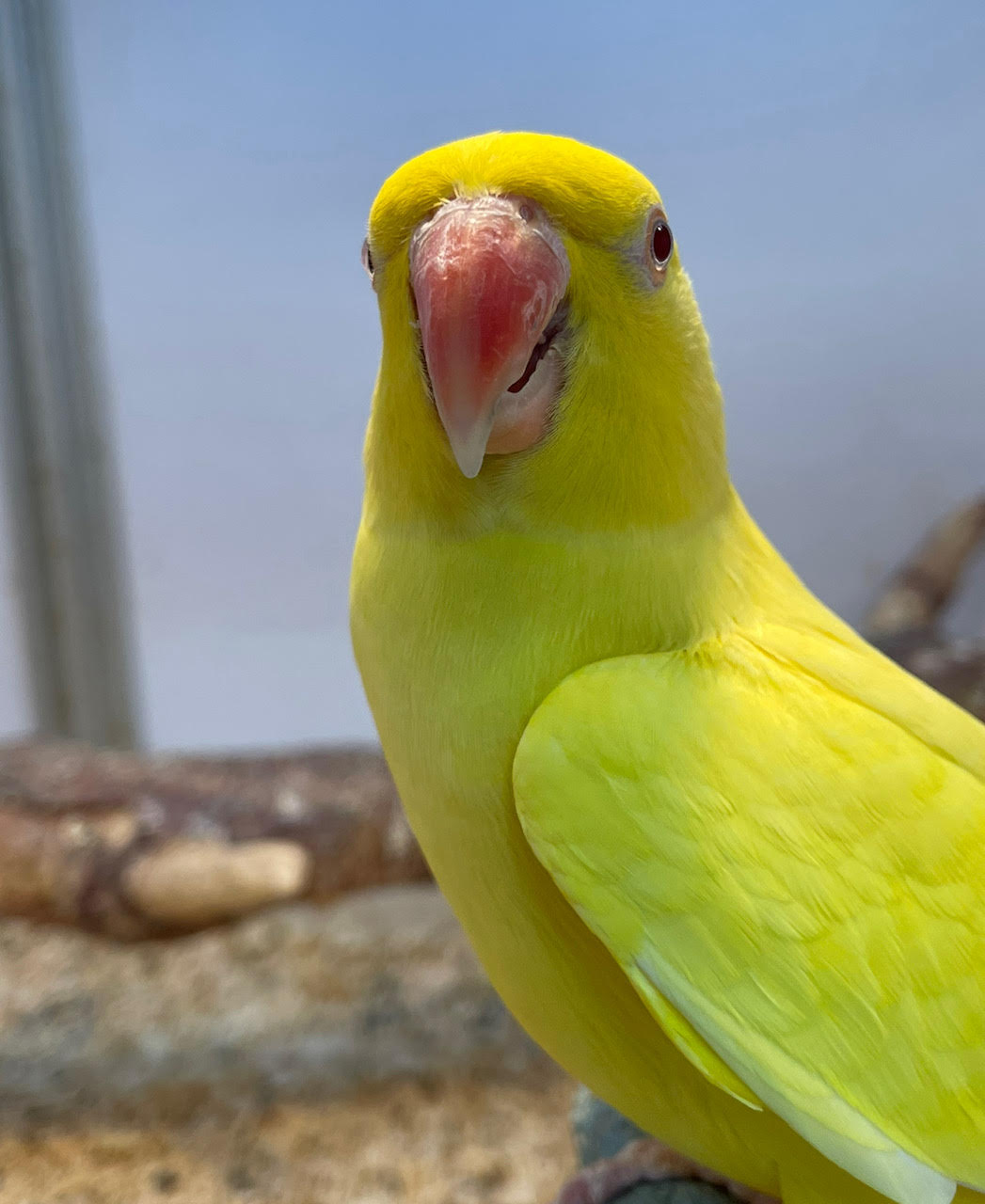 Hand reared super tame Lutino Indian Ringnecks | Victorian Bird Co - YouTube