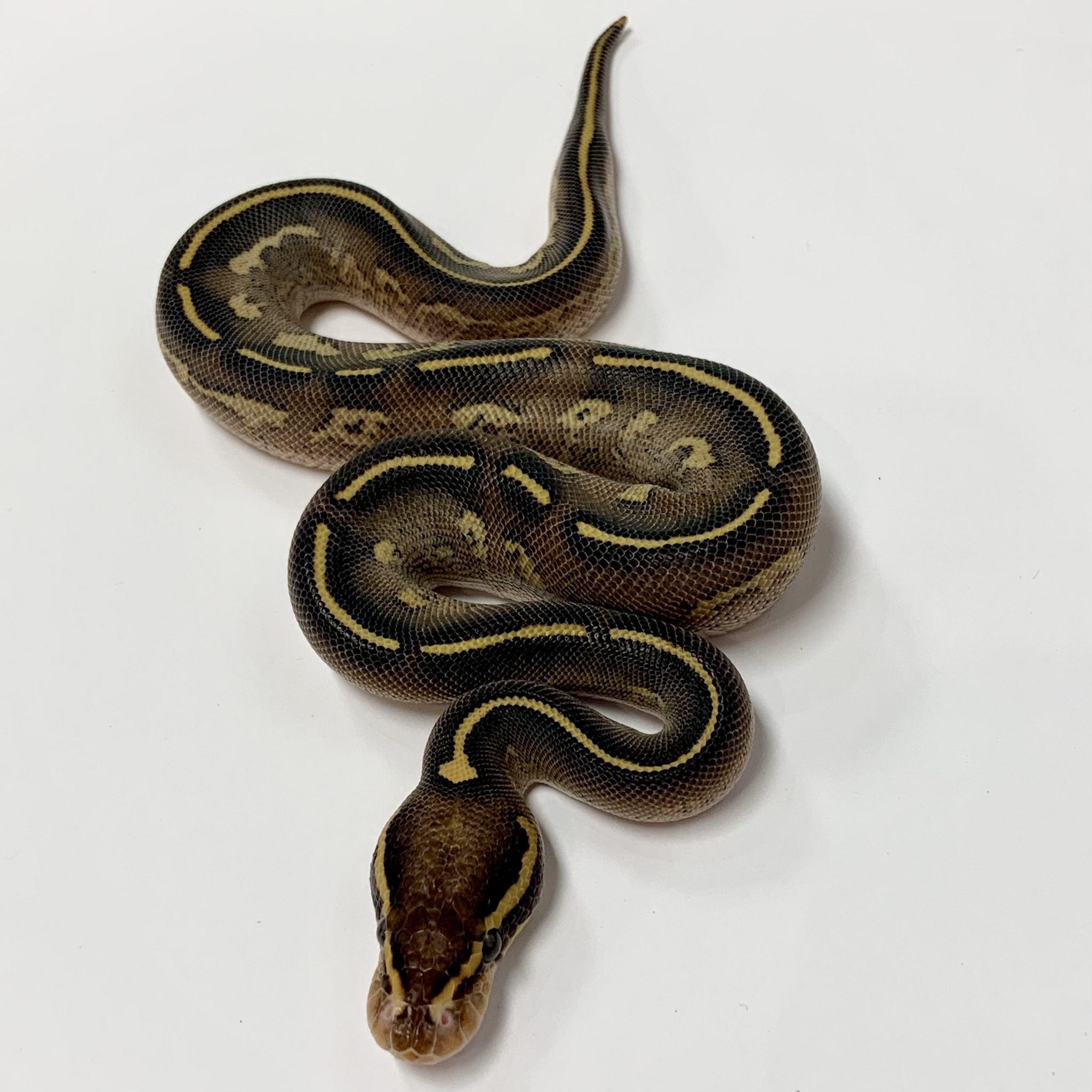 Double Freeway Ball Python Pet O Pets