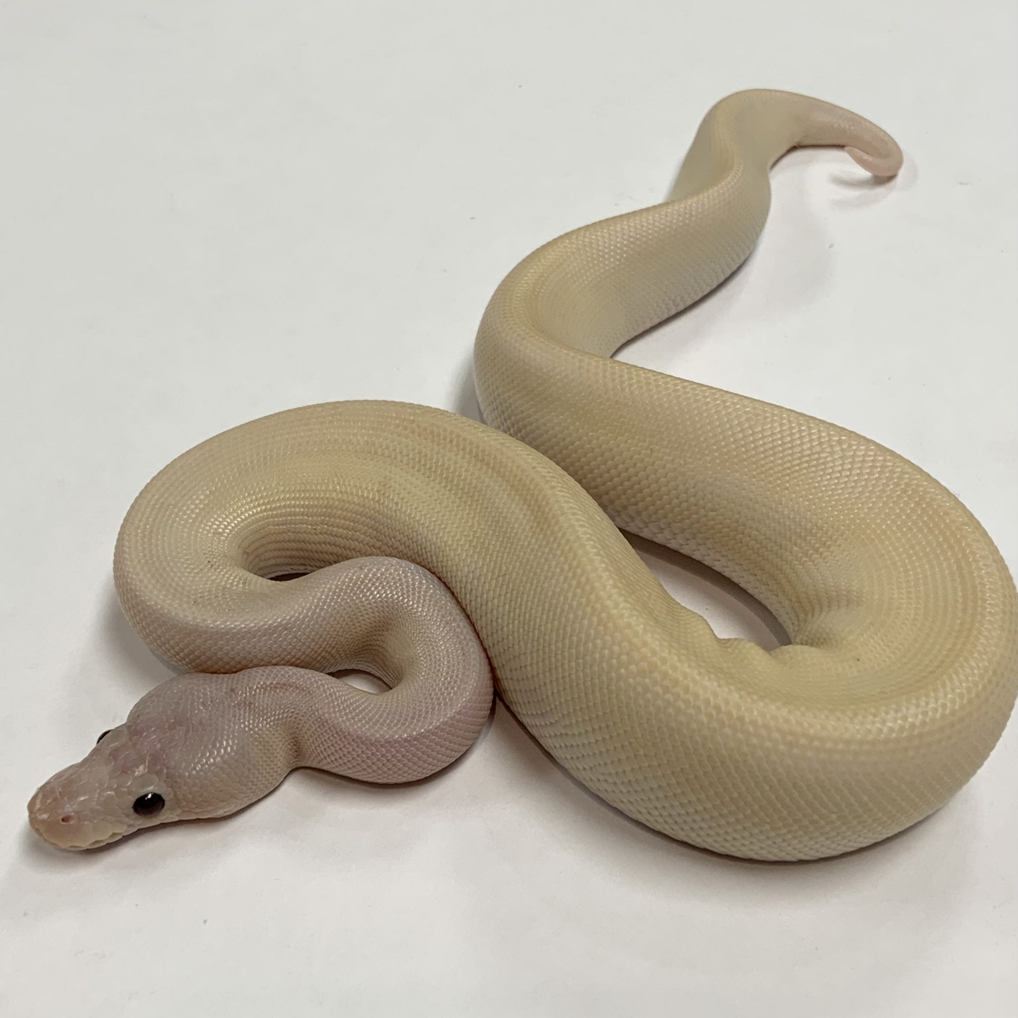 Lesser Super Cinnamon Ball Python