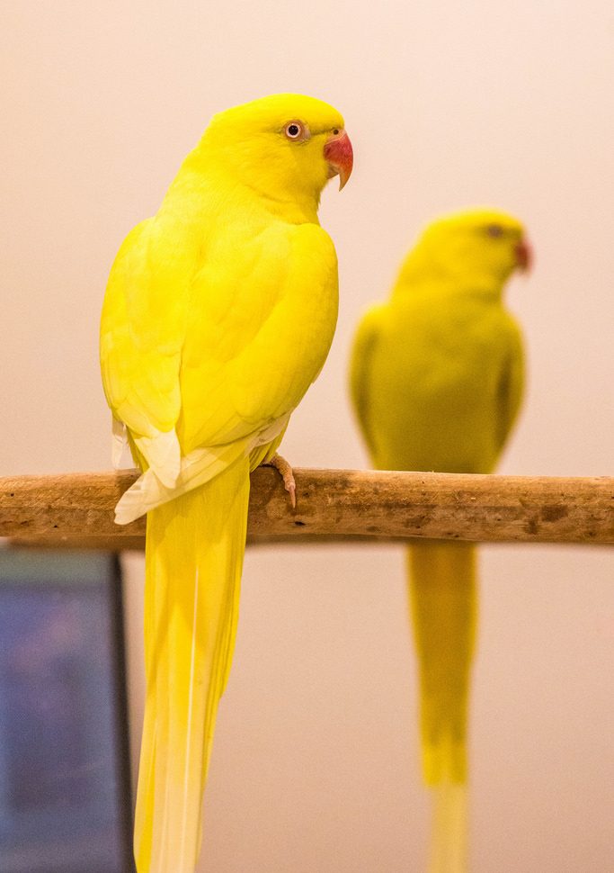 Pet O Pets - Main Image