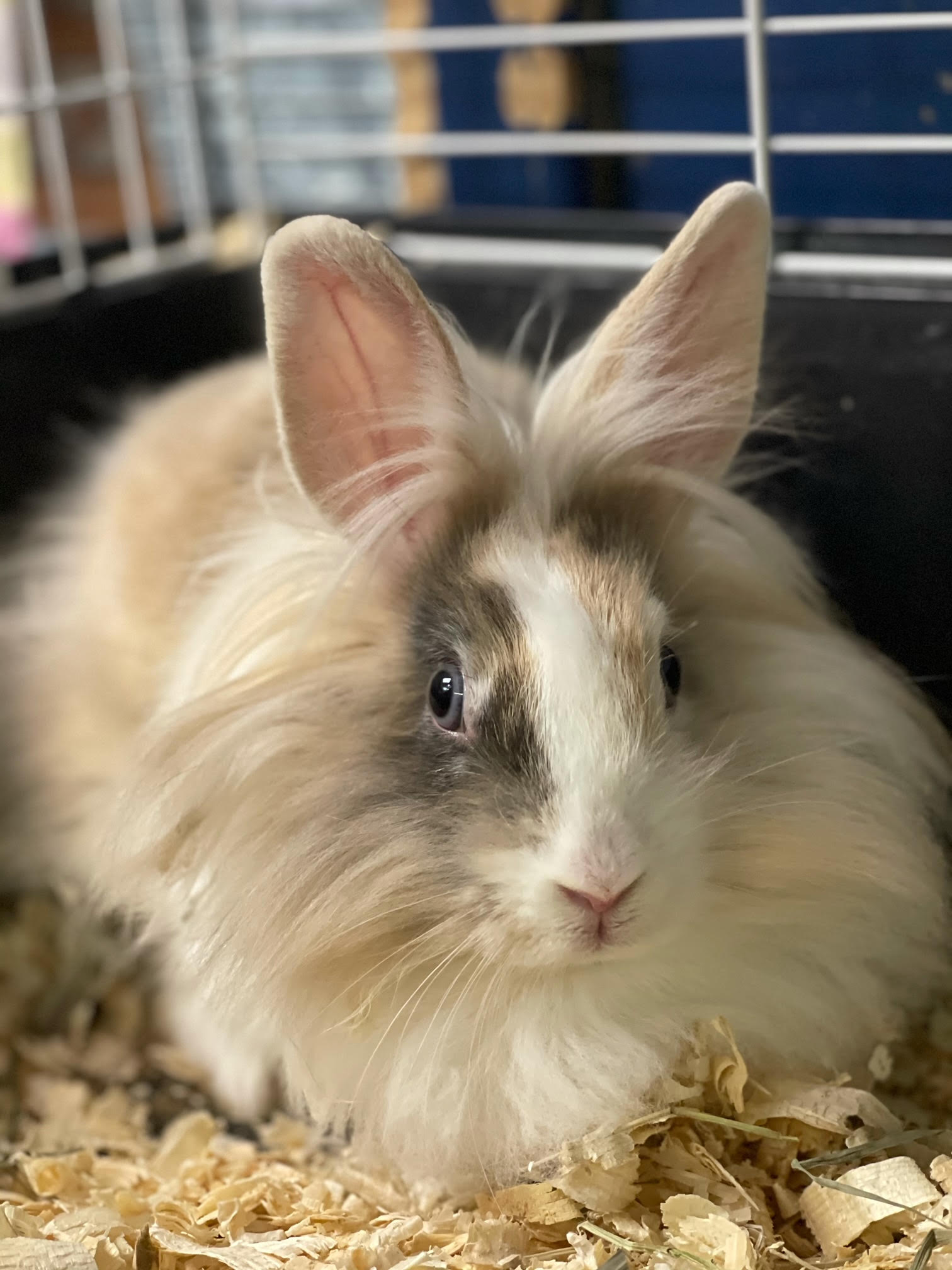 Netherland Dwarf Lilac Lionhead Rabbit Dwarf Lion Head Floppy