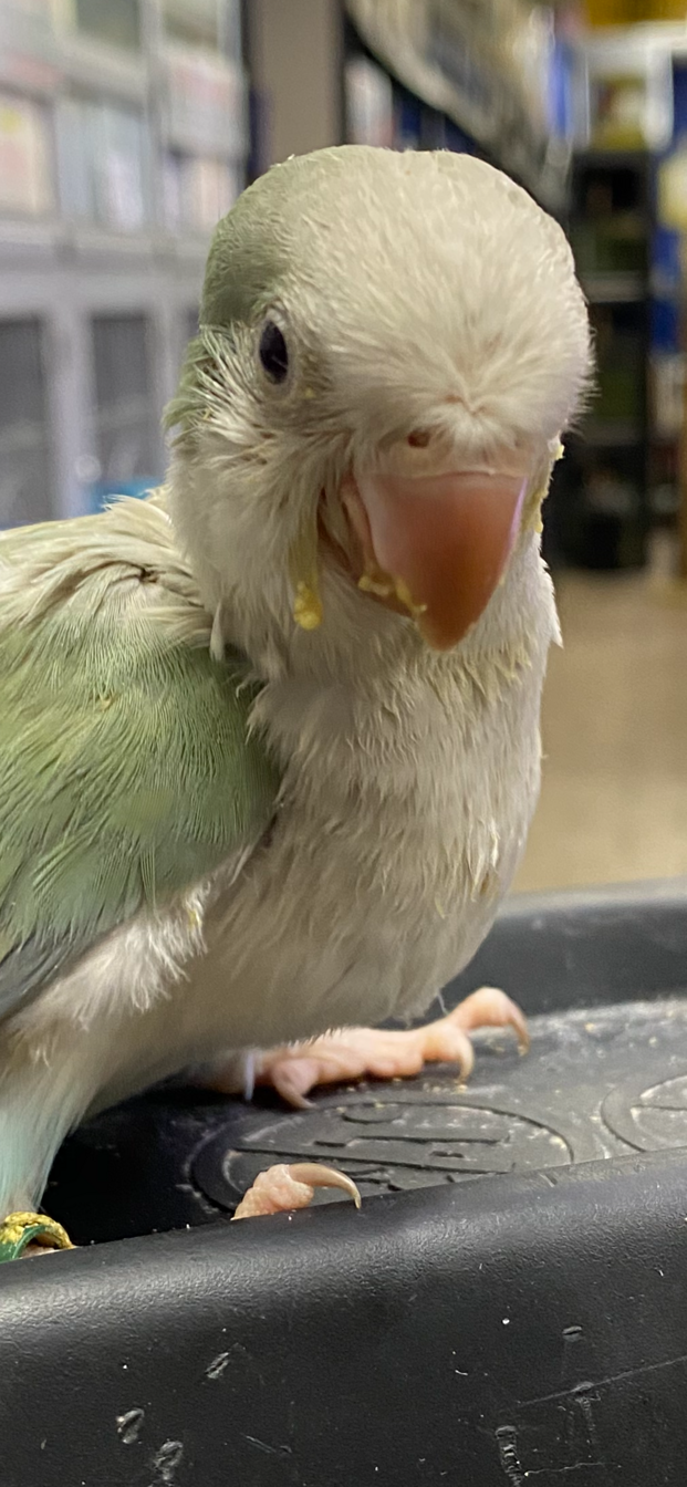 Pet O Pets - Main Image